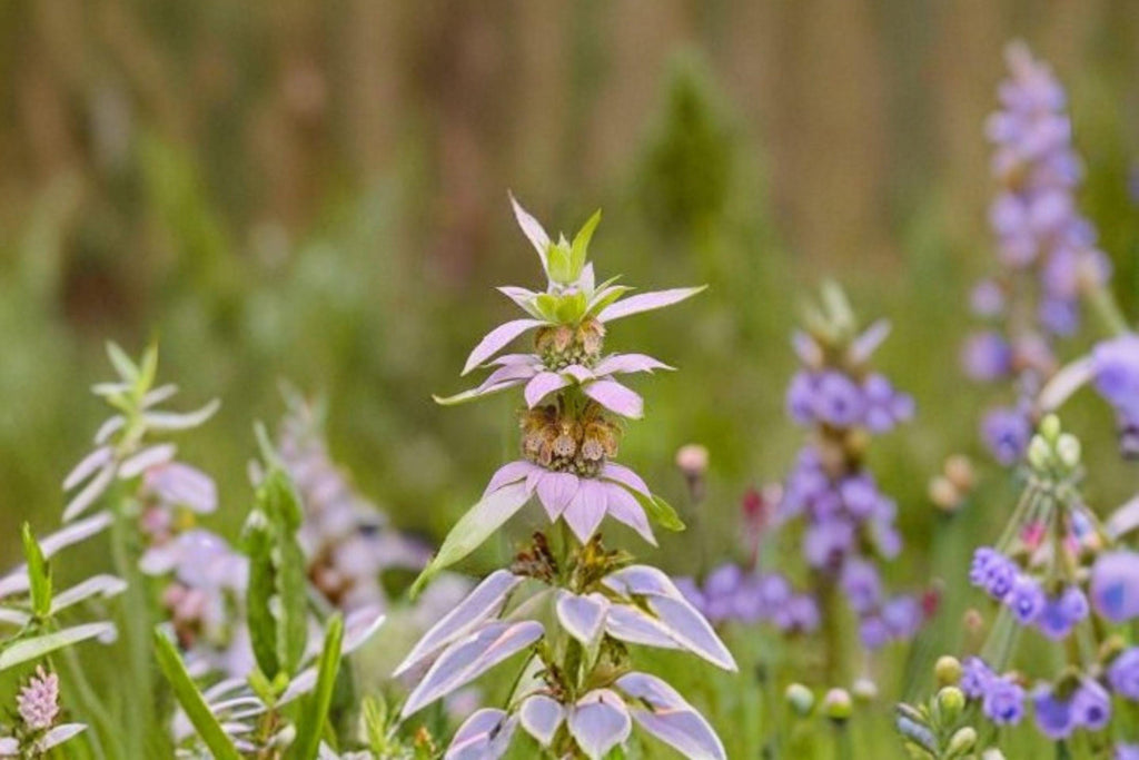 Monarda punctata/Spotted Bee Balm – 100 Seeds | Native Prairie Annual/Short-Lived Perennial | Drought-Tolerant | Pollinator Magnet