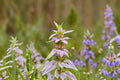 Monarda punctata/Spotted Bee Balm – 100 Seeds | Native Prairie Annual/Short-Lived Perennial | Drought-Tolerant | Pollinator Magnet