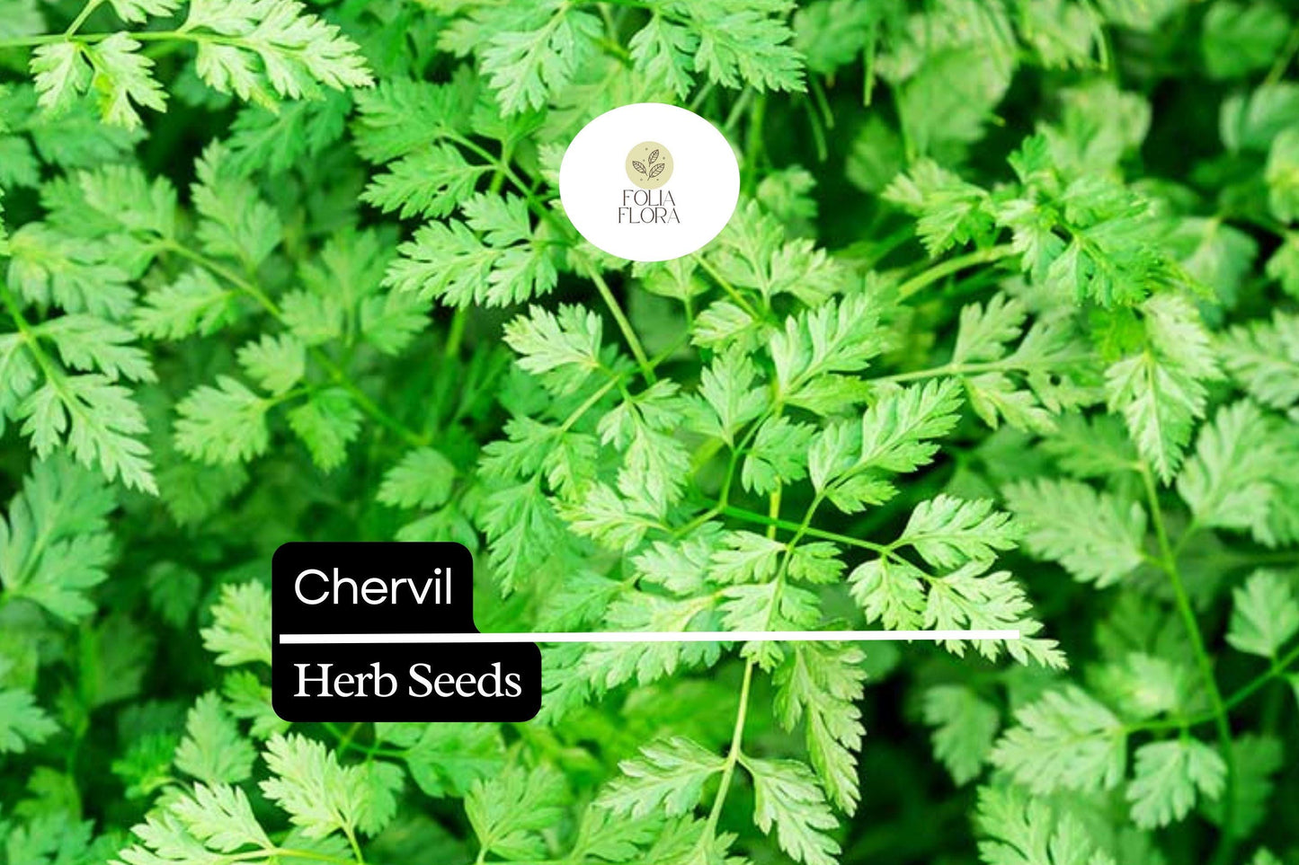 400 Seeds Chervil (Anthriscus cerefolium) – Aromatic Herb for Cooking and Garnishing