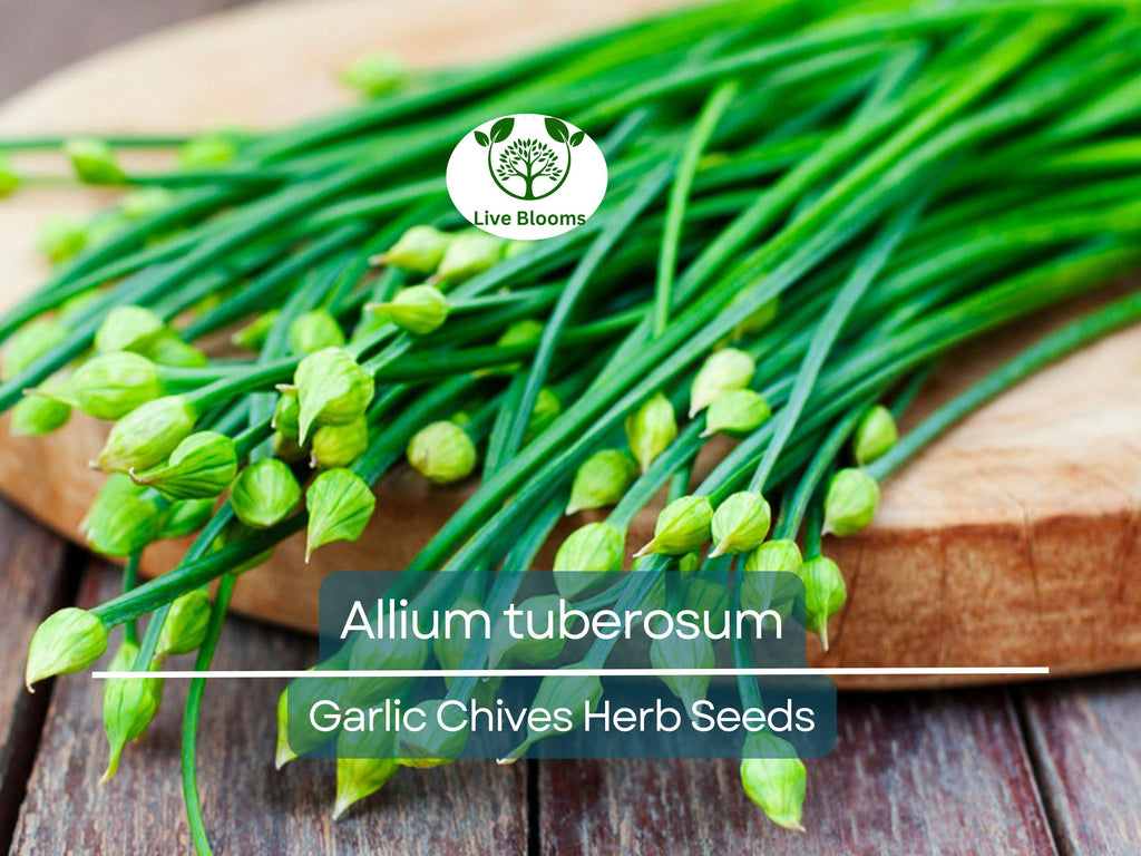 100 Garlic Chives Seeds for Planting - Allium tuberosum - Fresh, Aromatic Herb for Cooking, Garden, & Asian Dishes, Easy to Grow