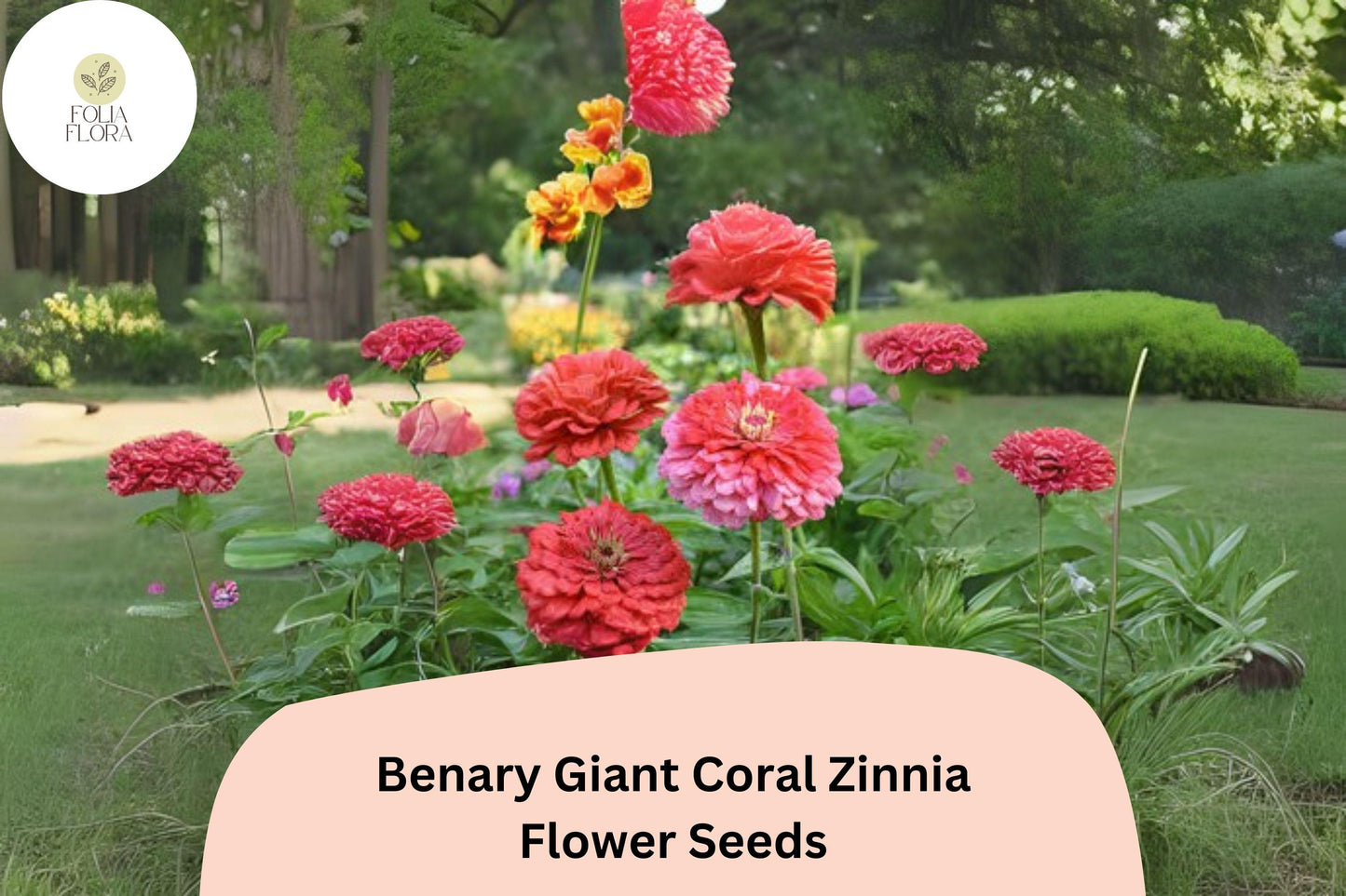 100+ Benary Giant Coral Zinnia Seeds – Large Double Blooms for Cutting Gardens & Summer Borders
