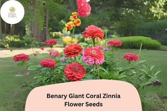 100+ Benary Giant Coral Zinnia Seeds – Large Double Blooms for Cutting Gardens & Summer Borders