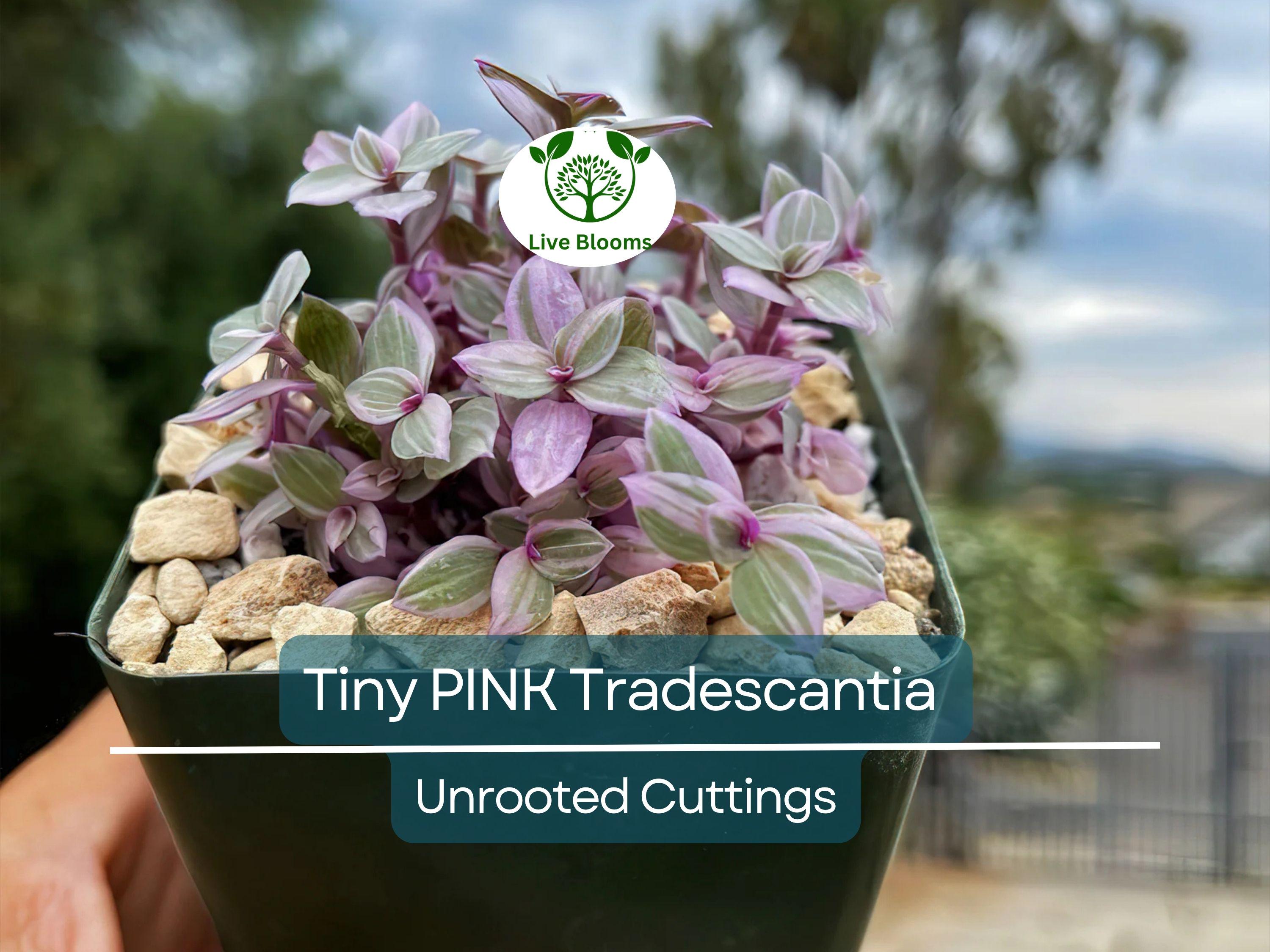 15 Tiny Pretty Pink Tradescantia Unrooted Cuttings | Spiderwort, Tradescantia pallida, Easy to Root, Decorative Pink Indoor Plant