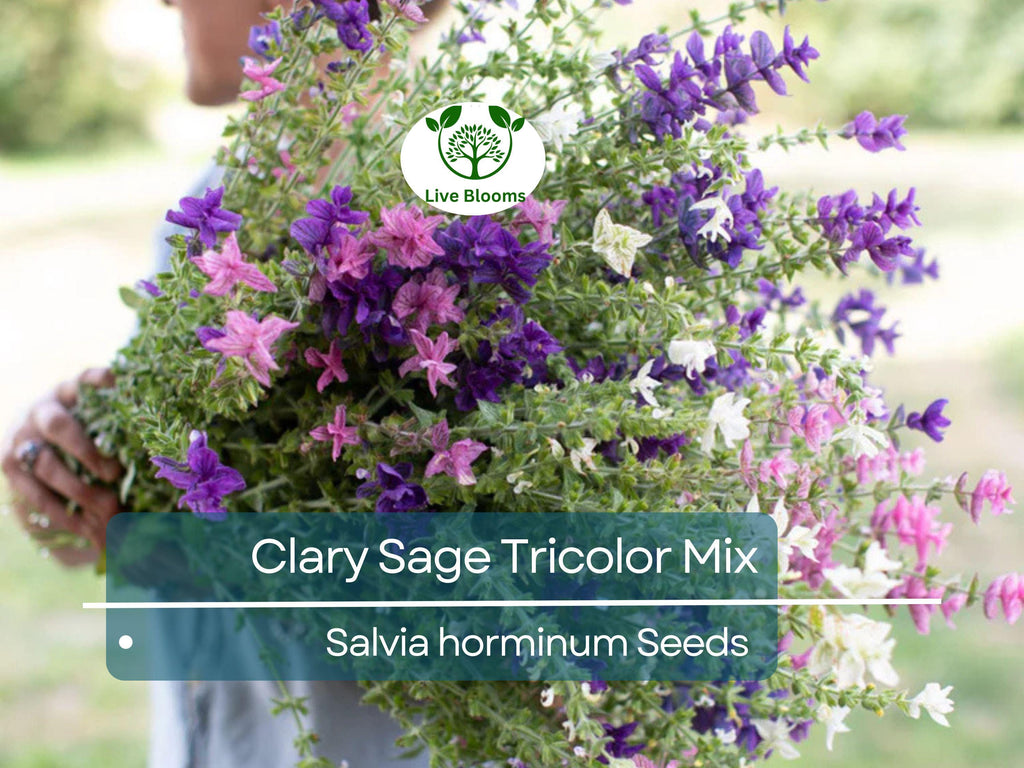 200 Clary Sage Tricolor Mix Seeds, Painted Sage, Native Wildflower, Non-GMO, Vibrant Garden Blooms, Pollinator-Friendly