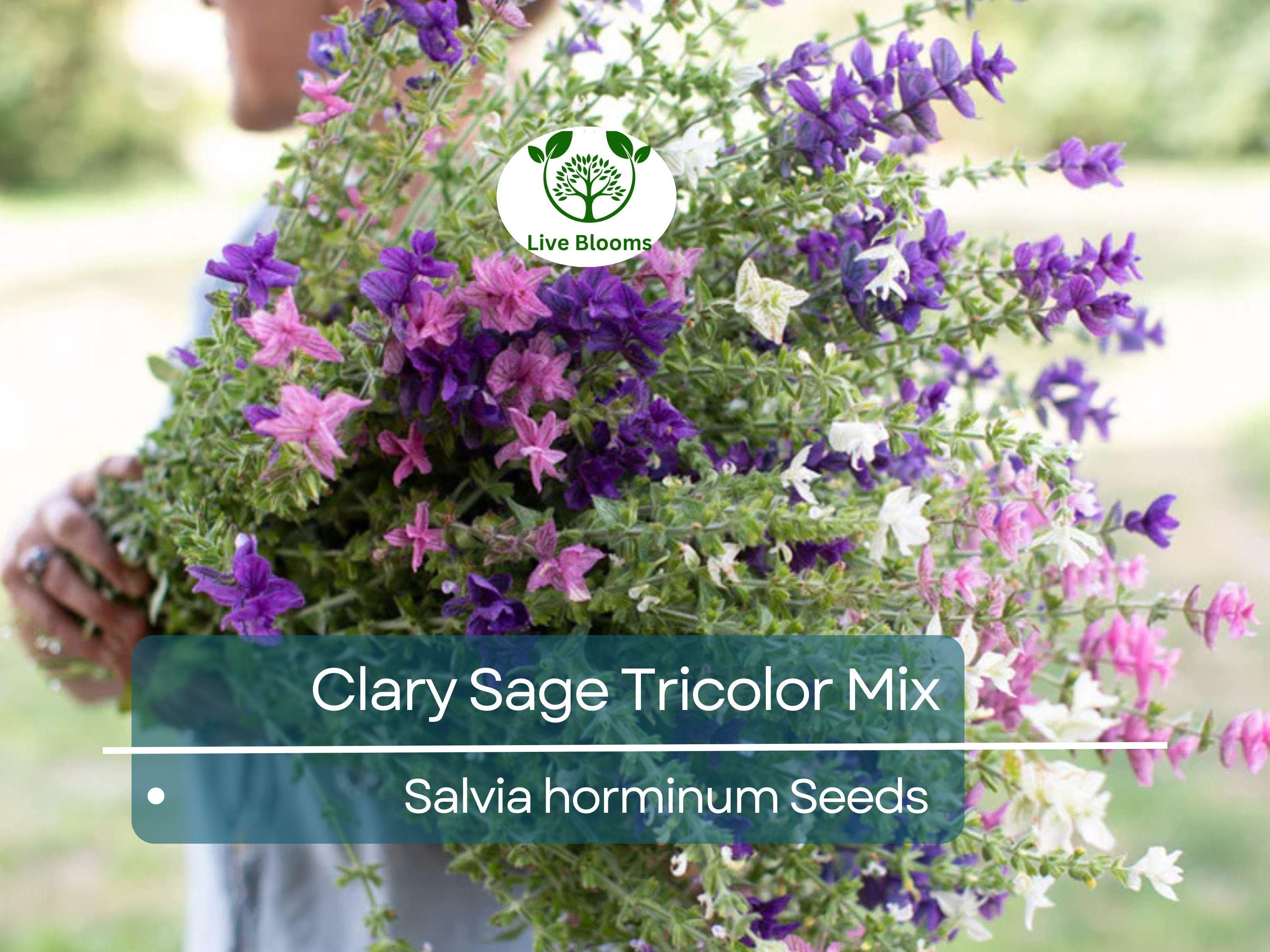 200 Clary Sage Tricolor Mix Seeds, Painted Sage, Native Wildflower, Non-GMO, Vibrant Garden Blooms, Pollinator-Friendly