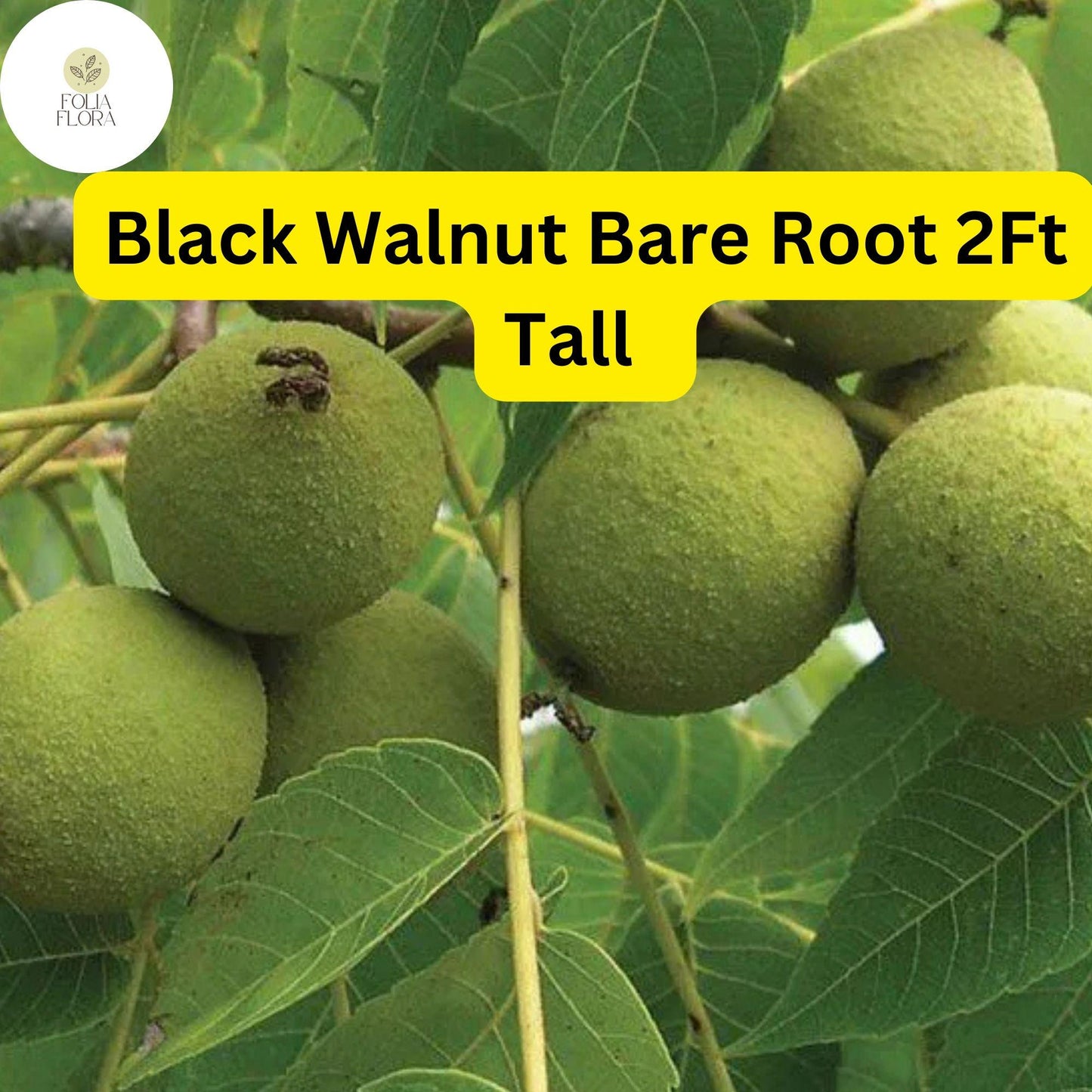 2 Black Walnut Trees Bare Root Live Plants, 2ft Tall, Juglans nigra, Nut-Producing Shade Trees