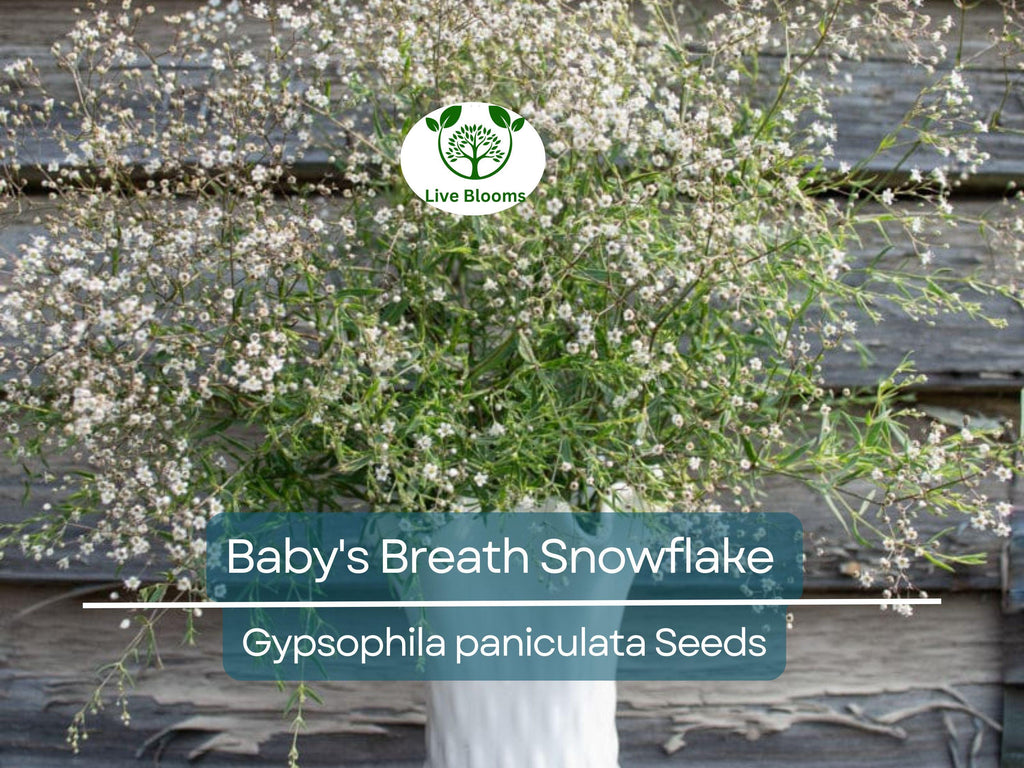 50 Baby's Breath Seeds Snowflake, Gypsophila paniculata, Non-GMO Perennial Cut Flowers for Garden, Floral Arrangements, North American Plant