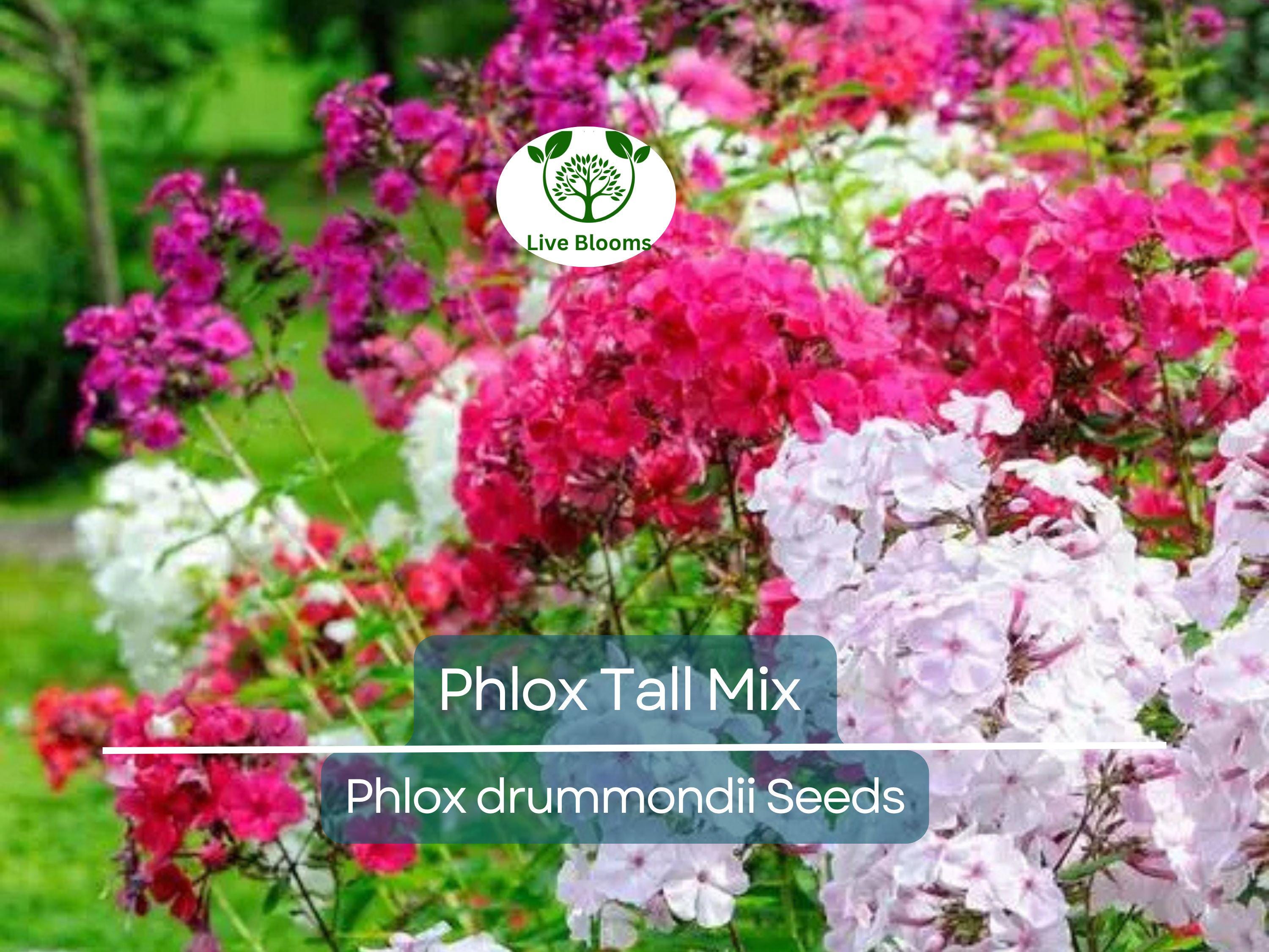 500 Seeds Phlox Tall Mix, Pink, White, Red Flowers, 18" Tall, Spring Blooms, Heirloom, Non-GMO, Perennial, Vibrant Garden Flowers
