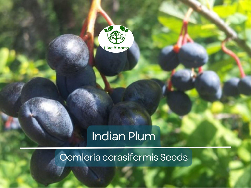 10 Indian Plum Seeds | Oso Berry (O. cerasiformis), Fast-Growing Edible Fruit Shrub, Perfect for Gardens & Wildlife