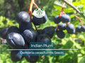 10 Indian Plum Seeds | Oso Berry (O. cerasiformis), Fast-Growing Edible Fruit Shrub, Perfect for Gardens & Wildlife
