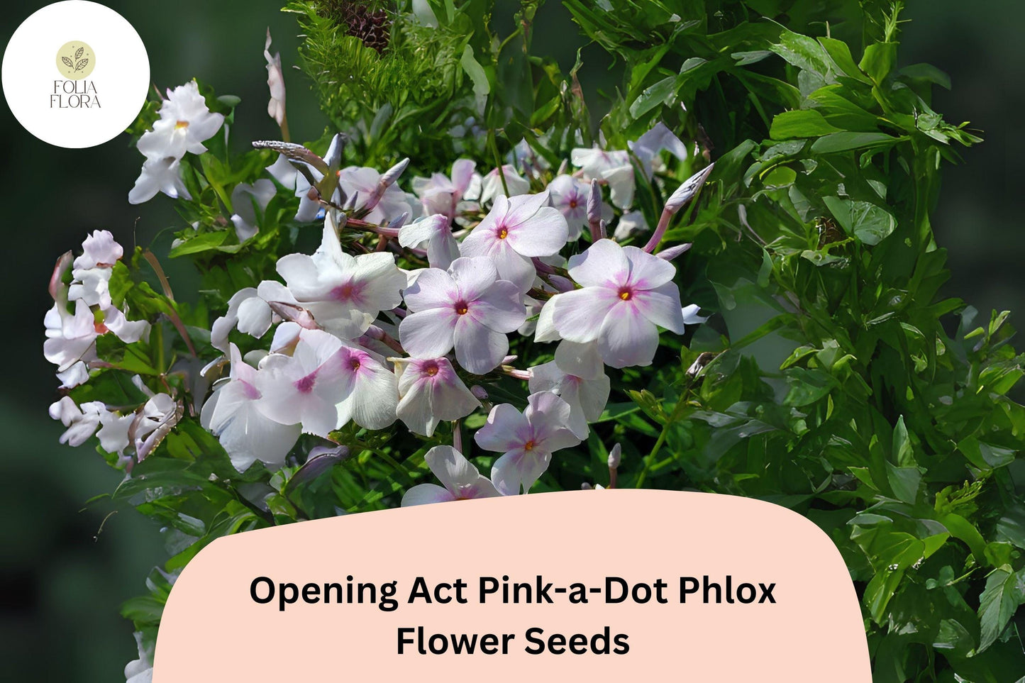 100+ Opening Act Pink-a-Dot Phlox Seeds – Perennial Garden Flower Seeds, Phlox paniculata