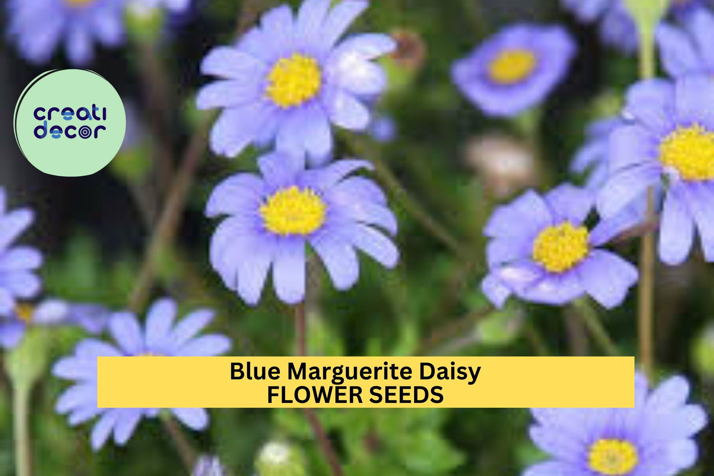 Blue Marguerite Daisy Seeds – 200+ Seeds – Sky-Blue Blooms with Yellow Centers for Pollinator Gardens, Containers & Borders – USA