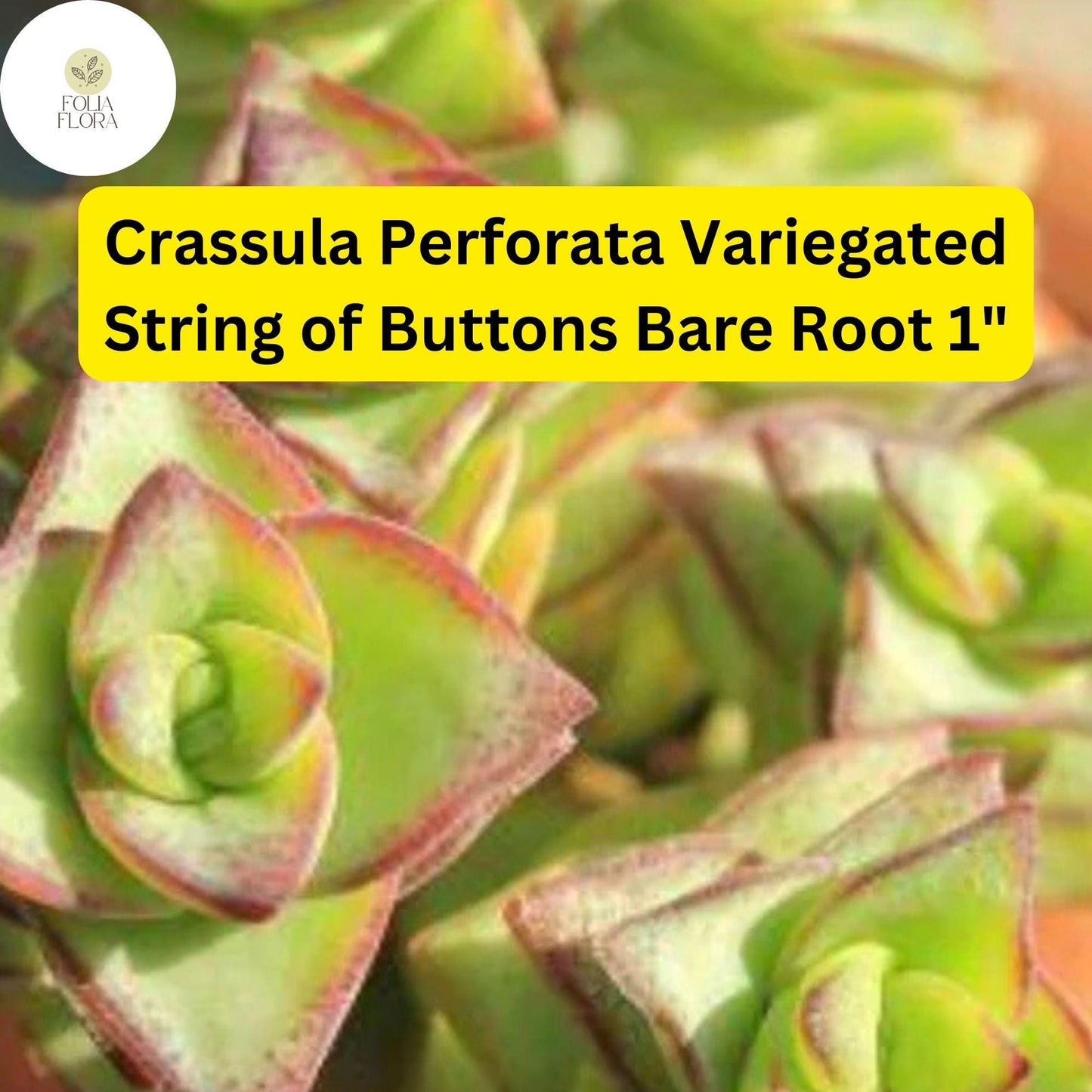 Crassula Perforata Variegated ‘String of Buttons’ | 2 Bare Root 1" Live Succulents | Stacked Leaves, Easy-Care, Unique Trailing Plant