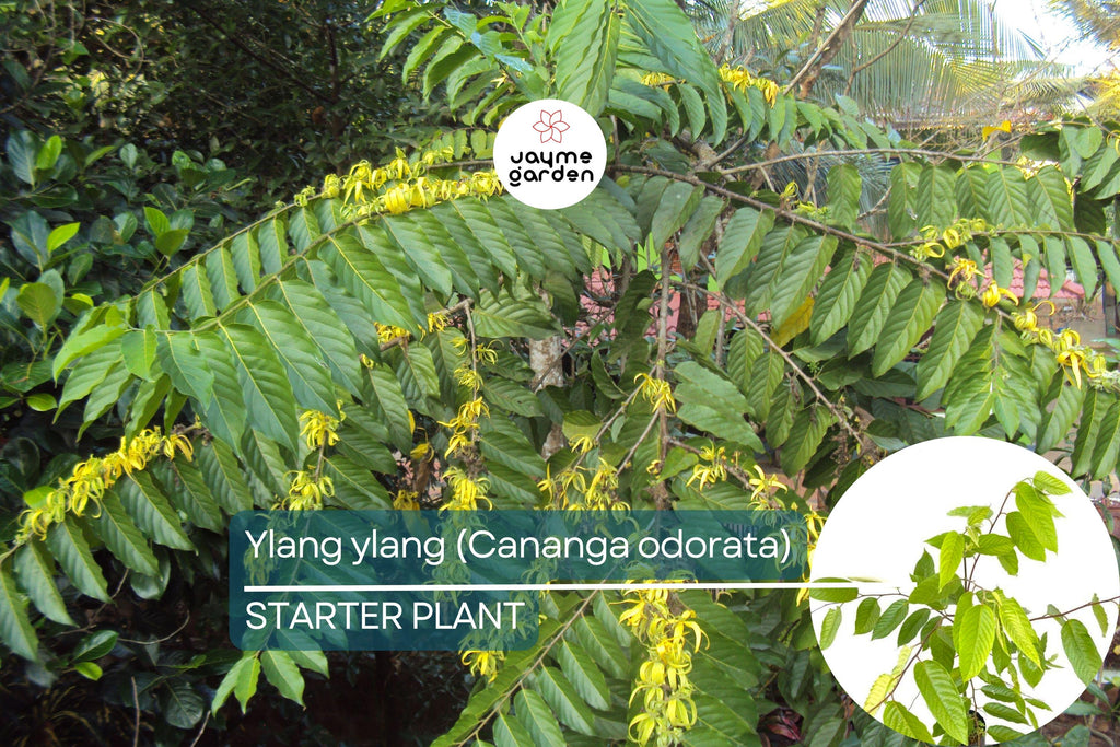 Ylang Ylang Live Tree (Cananga odorata) 1’-2’ Tall | Fragrant Tropical Beauty for Gardens | Aromatic Star-Shaped Flowers