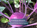 150 Kohlrabi Purple Vienna Seeds – Brassica oleracea – Heirloom Vegetable for Planting, Easy to Grow, Perfect for Salads & Cooking