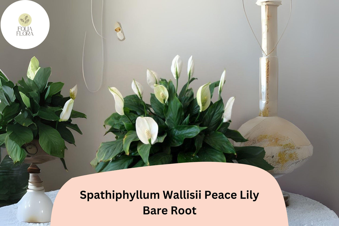 Peace Lily Plant Spathiphyllum wallisii | 1 Live Bare Root 6–12” White Flower Houseplant