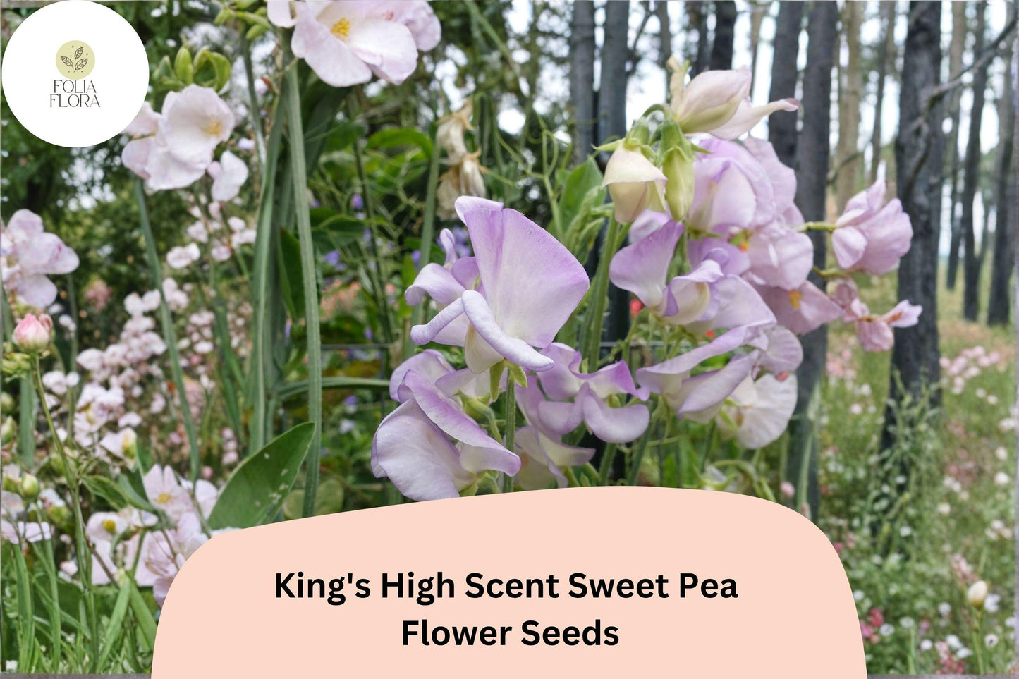 King’s High Scent Sweet Pea Seeds | Lathyrus odoratus Flowers Garden Planting (50+ Seeds)