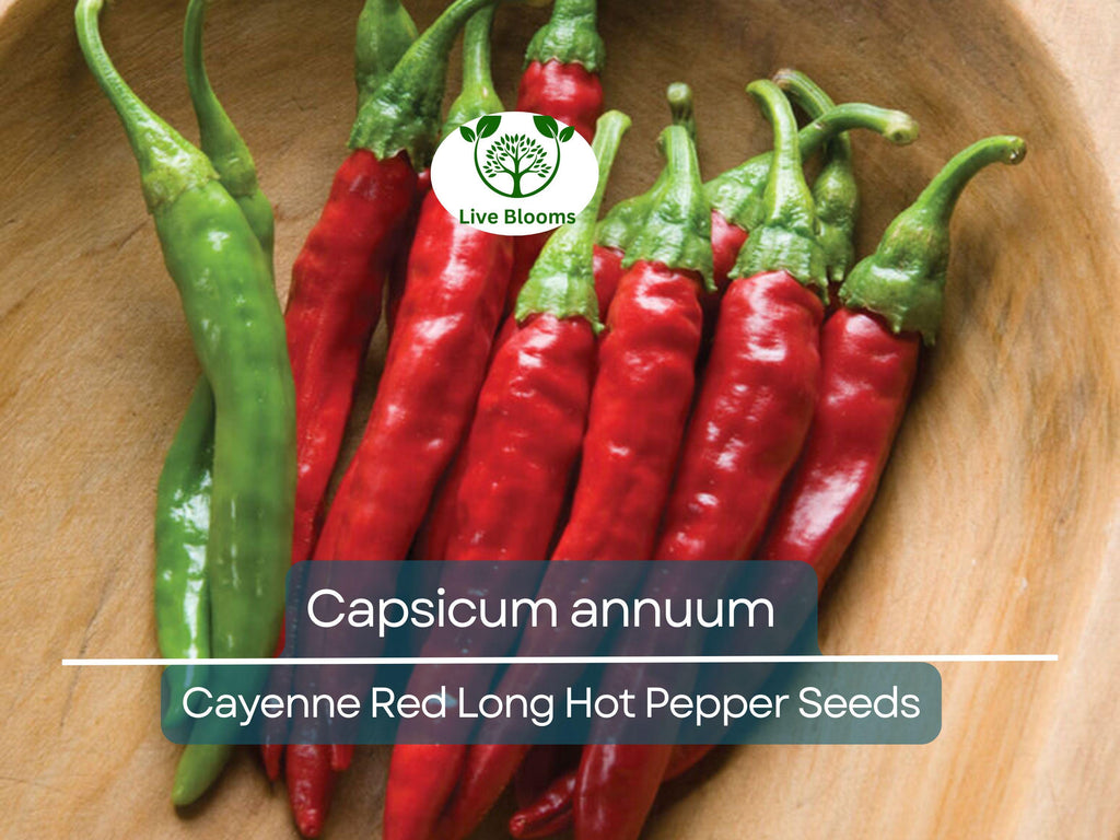 30 Seeds Hot Cayenne Red Long Pepper – Capsicum annuum | Heirloom Hot Pepper Seeds for Planting, Spicy Culinary Use & Gardening