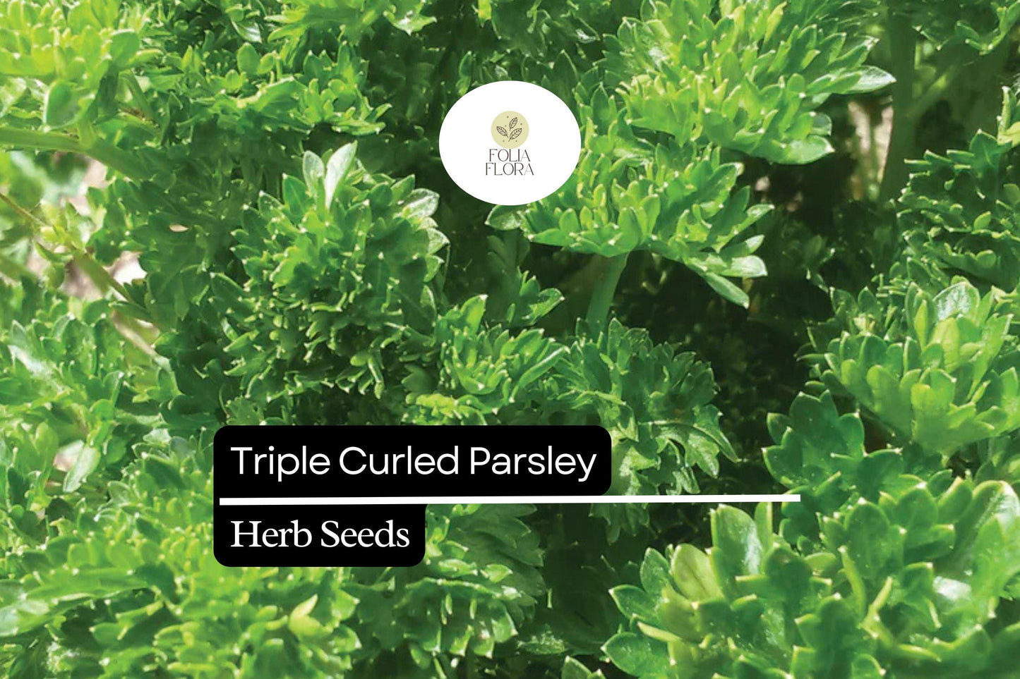 1000 Seeds Triple Curled Parsley (Petroselinum crispum) - Flavorful Herb for Culinary & Ornamental Use