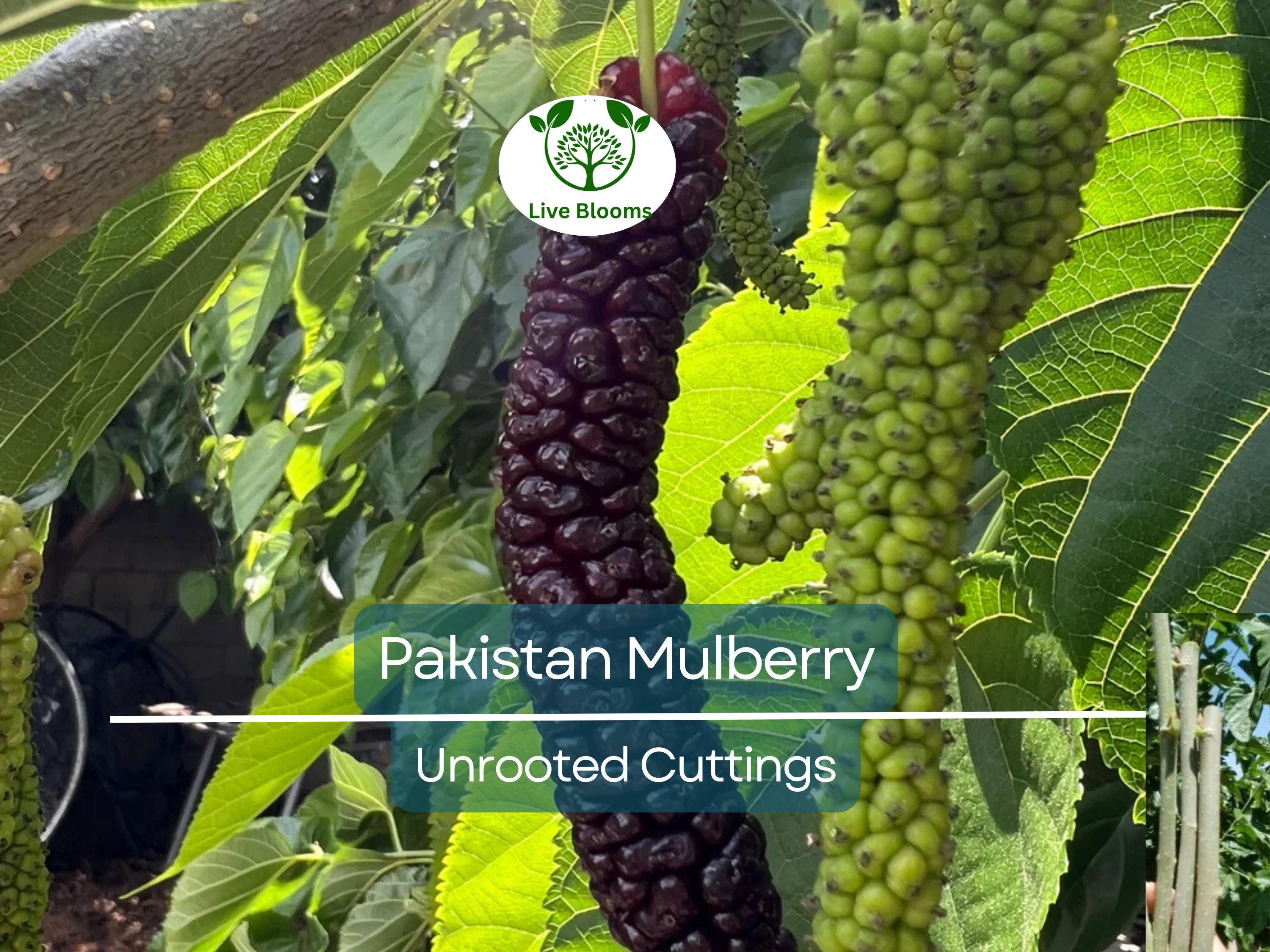 10pcs Pakistan Mulberry Organic Unrooted Cuttings - Morus Nigra, Perfect for Rooting or Grafting, Fruit Tree Cuttings, Hardy & Productive