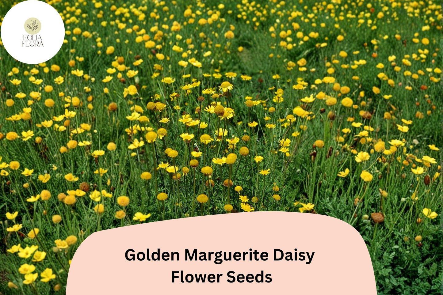 200+ Golden Marguerite Daisy Seeds | Anthemis tinctoria | Yellow Perennial Blooms | Pollinator Garden Flowers