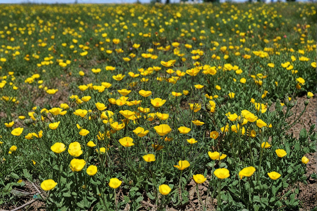 Tufted Dwarf California Poppy – Eschscholzia caespitosa, Native Annual Wildflower | Compact Growth (100 Seeds)
