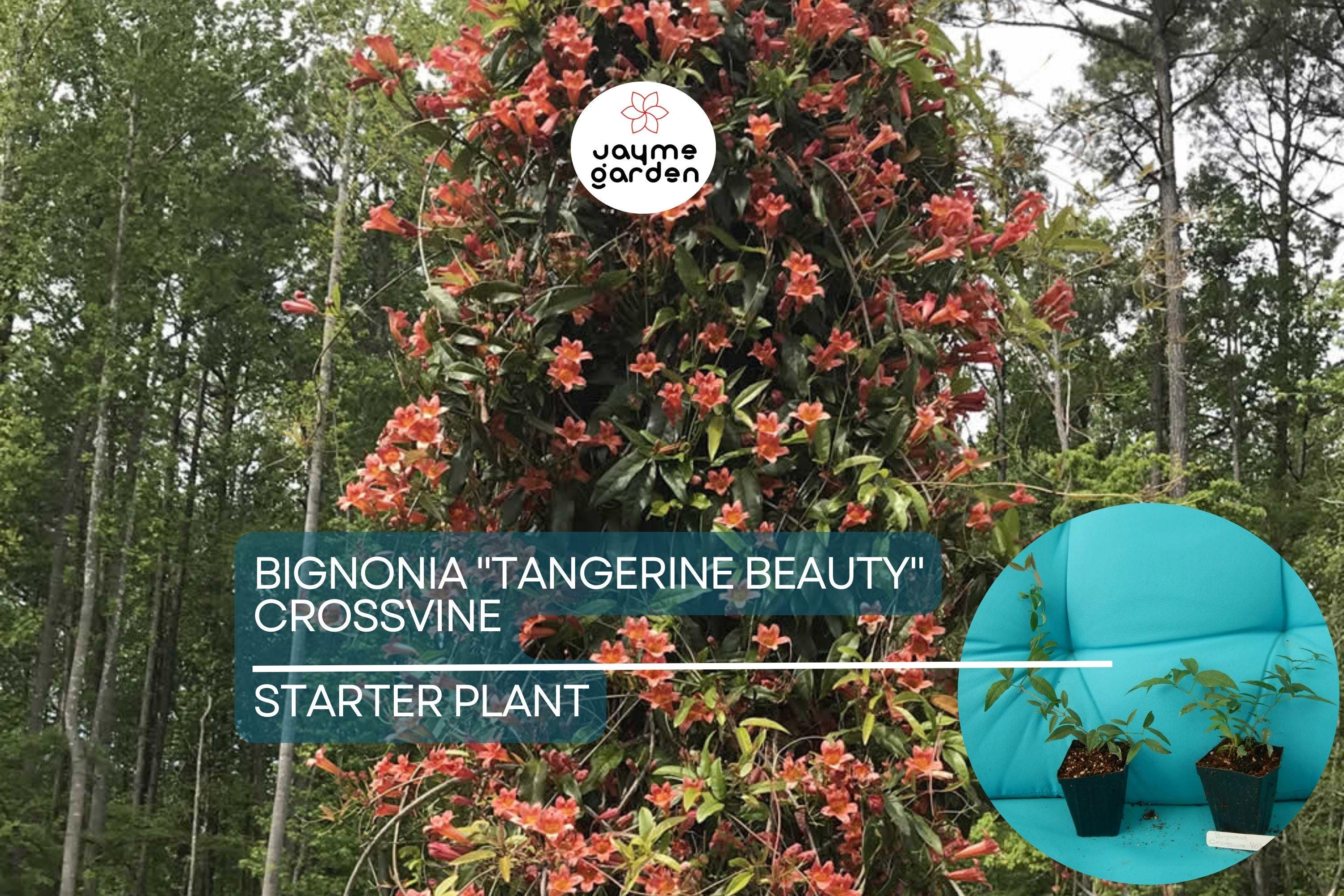 1 Tangerine Beauty Crossvine | Bignonia Rooted Starter Plant | Butterfly Magnet | Vibrant Orange Blooms | Fast-Growing Climber