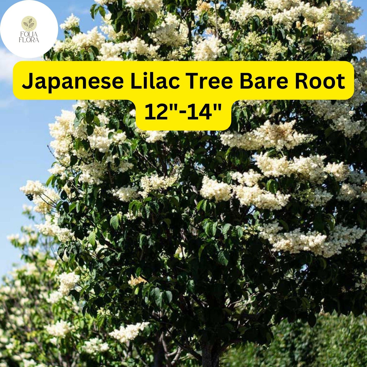 1 Syringa reticulata Japanese Lilac Tree - Live Bare Root Plant 12"-14" for Zones 3-7 - Hardy Ornamental Flowering Tree