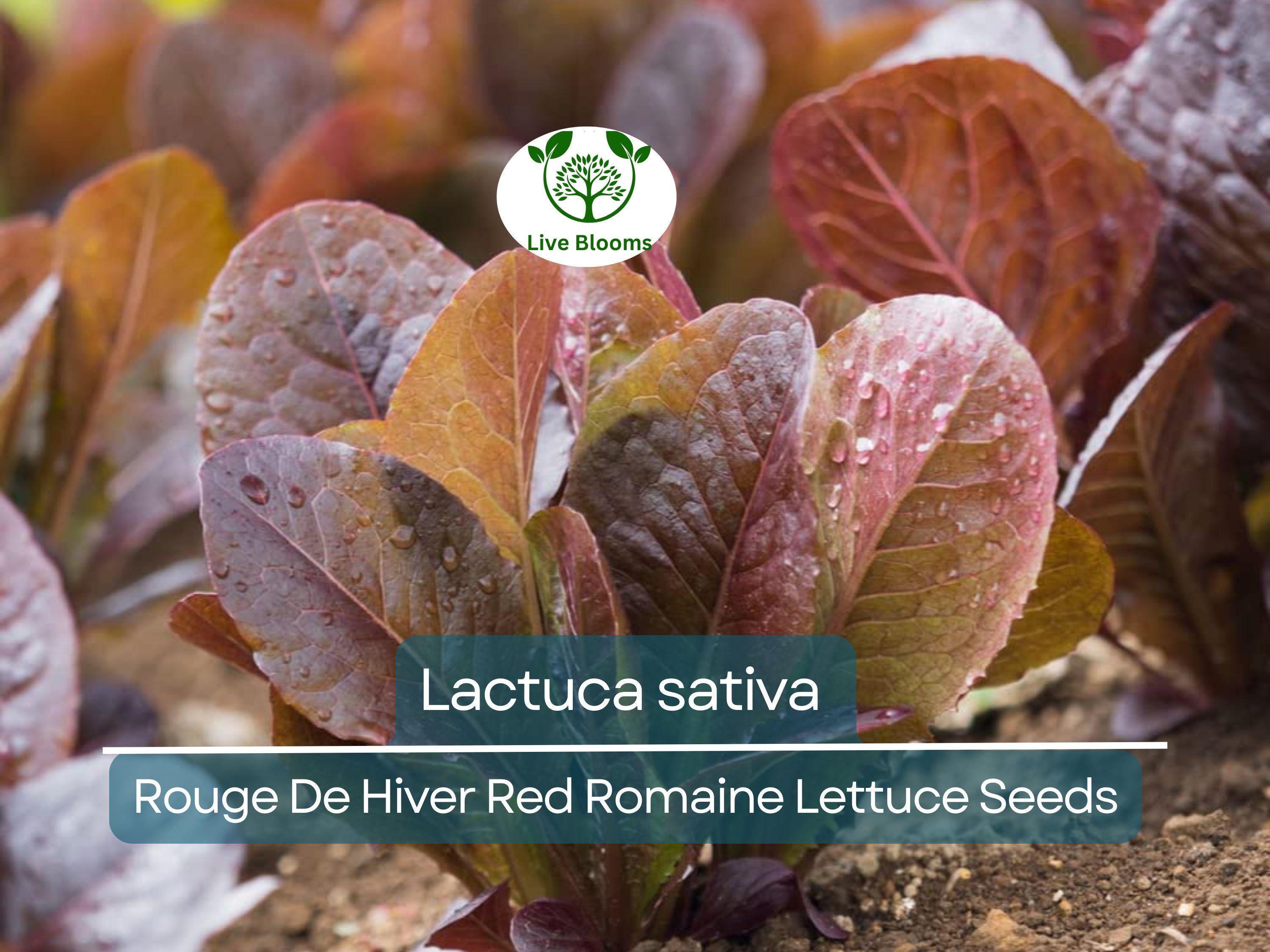 700 Seeds Rouge De Hiver Red Romaine Lettuce (Lactuca sativa) for Planting – Heirloom, Cold-Hardy, Red Leaf Lettuce