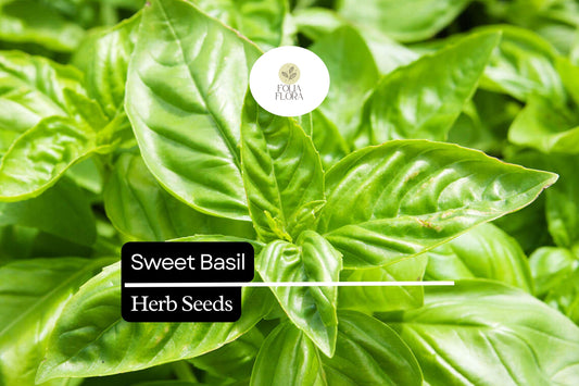 200 Sweet Basil Seeds – Ocimum basilicum – Aromatic Culinary Herb, Heirloom, Non-GMO, Fast Growing, Perfect for Pesto & Cooking