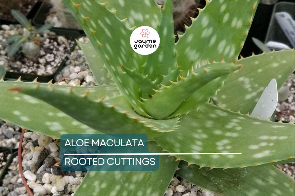 Aloe Maculata "Soap Aloe" | 6"+ Fresh Heavily Rooted Live Succulent | Drought Resistant | Coral Red Flowers | Medicinal Aloe Plant
