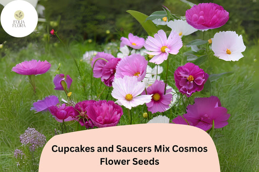 200+ Cupcakes & Saucers Cosmos Seeds | Cosmos Bipinnatus Mixed Colors Annual Flower Garden Seeds