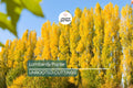 2 Lombardy Poplar Trees Live Cuttings - Rare, Fast-Growing Privacy Trees