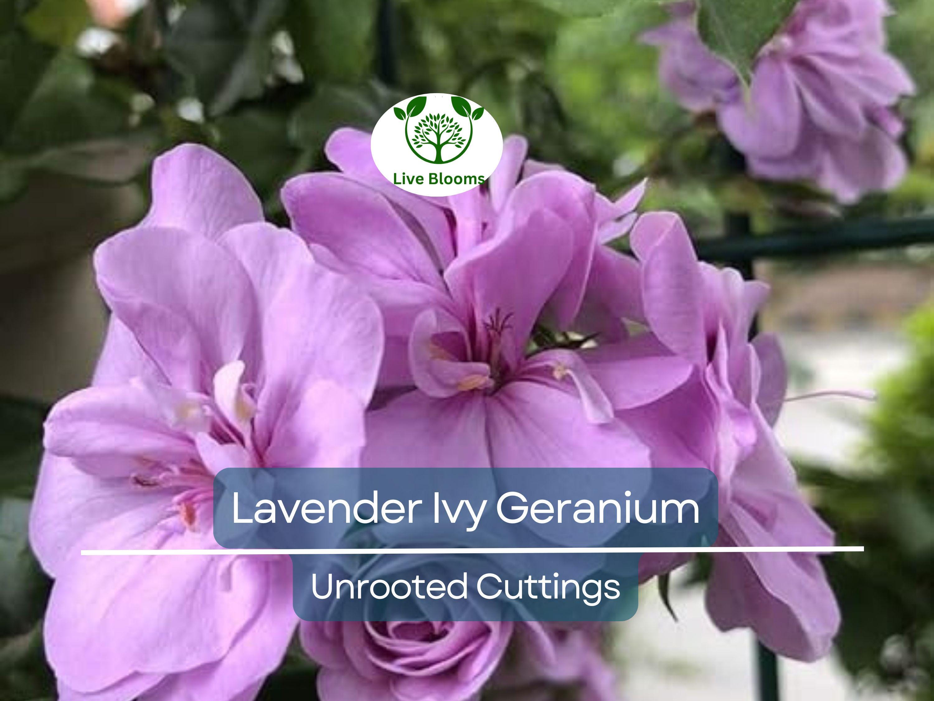 3 Lavender Pelargonium Peltatum Trailing Ivy Geranium Unrooted Cuttings 6" Live Plant, Geraniums for Hanging Baskets, Easy Propagation