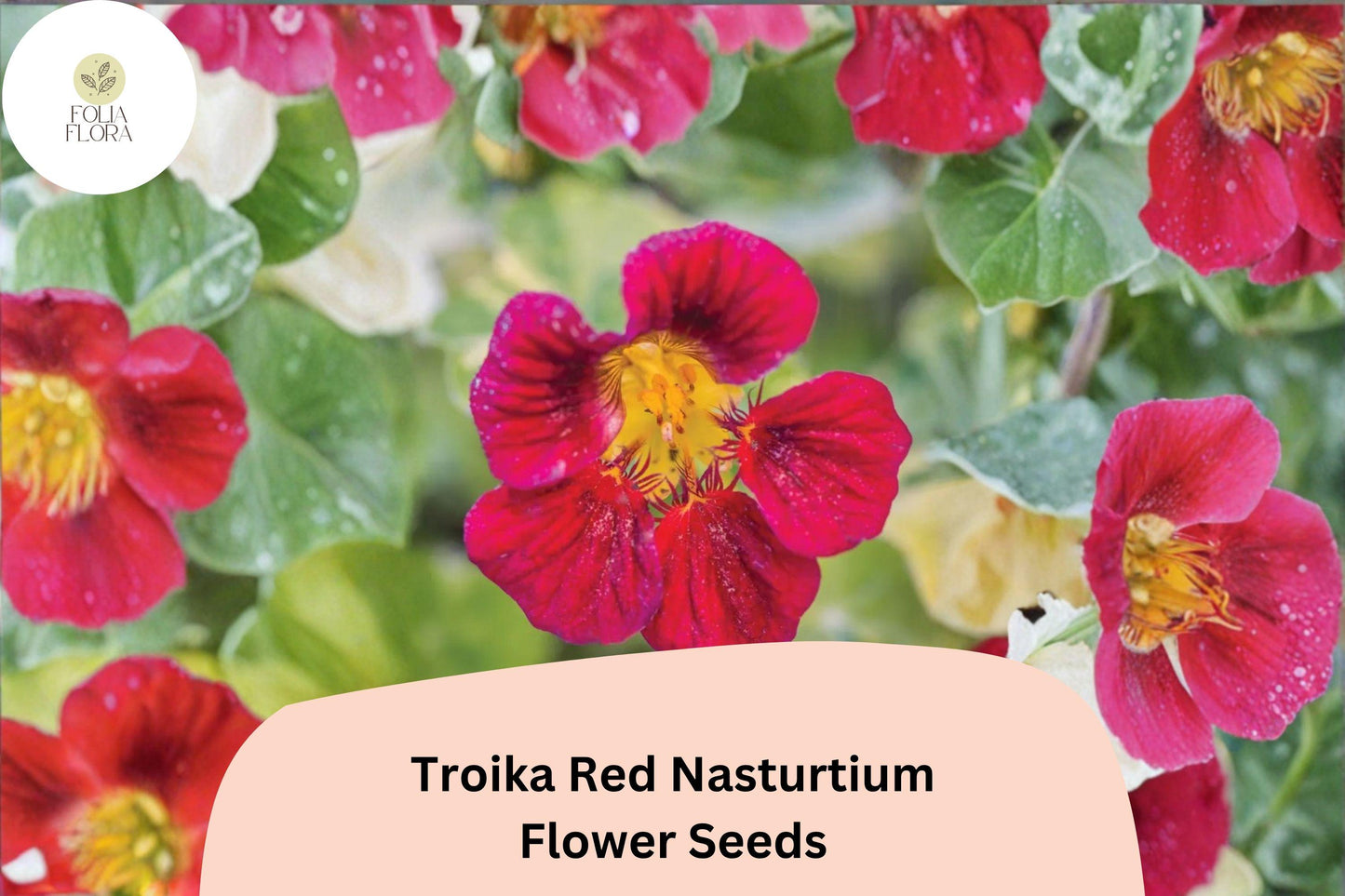 50+ Troika Red Nasturtium Seeds | Tropaeolum majus | Bright Red Blooms | Trailing Annual for Garden