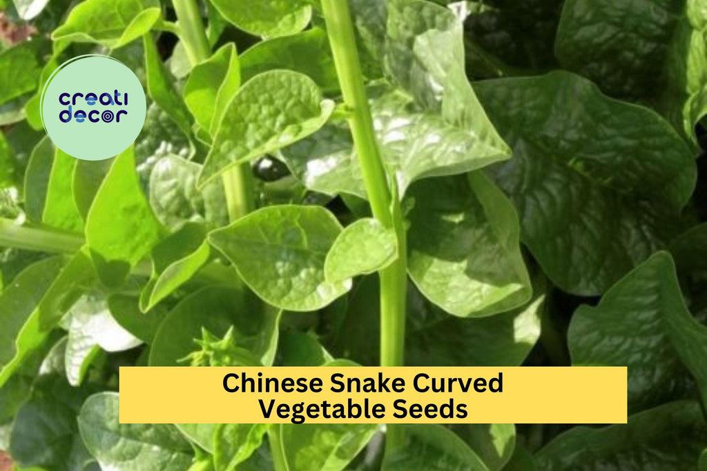 3pcs of 10seed Chinese Snake Curved Cucumber Seeds–Long,Twisting Heirloom Variety for Trellis Gardens or Vertical Growing Seeds for Planting