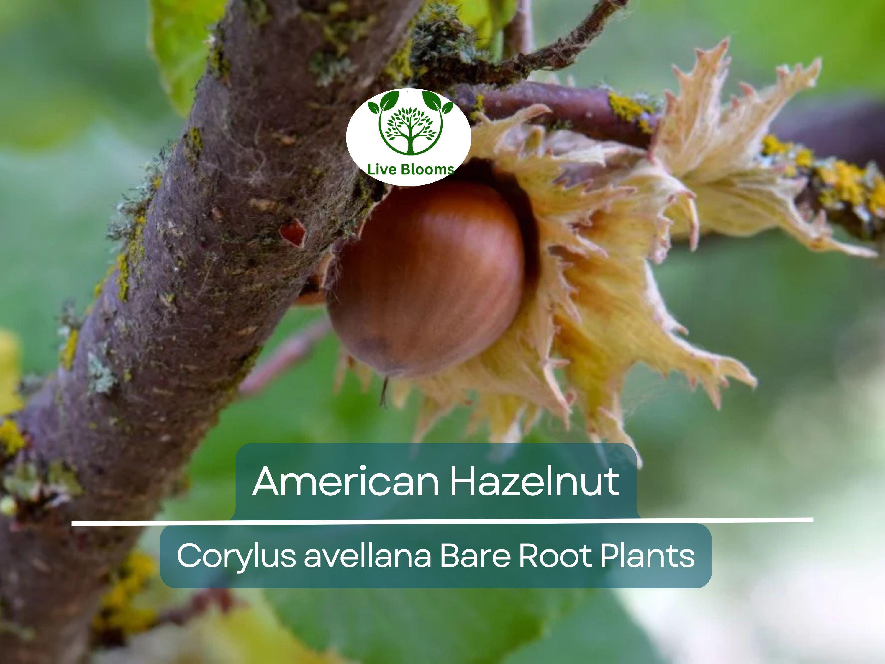 1 American Hazelnut Trees - Corylus avellana - Live Bare Root Plants 12–24" Tall - Edible Nut Tree, Wildlife, Cold Hardy, Easy to Grow