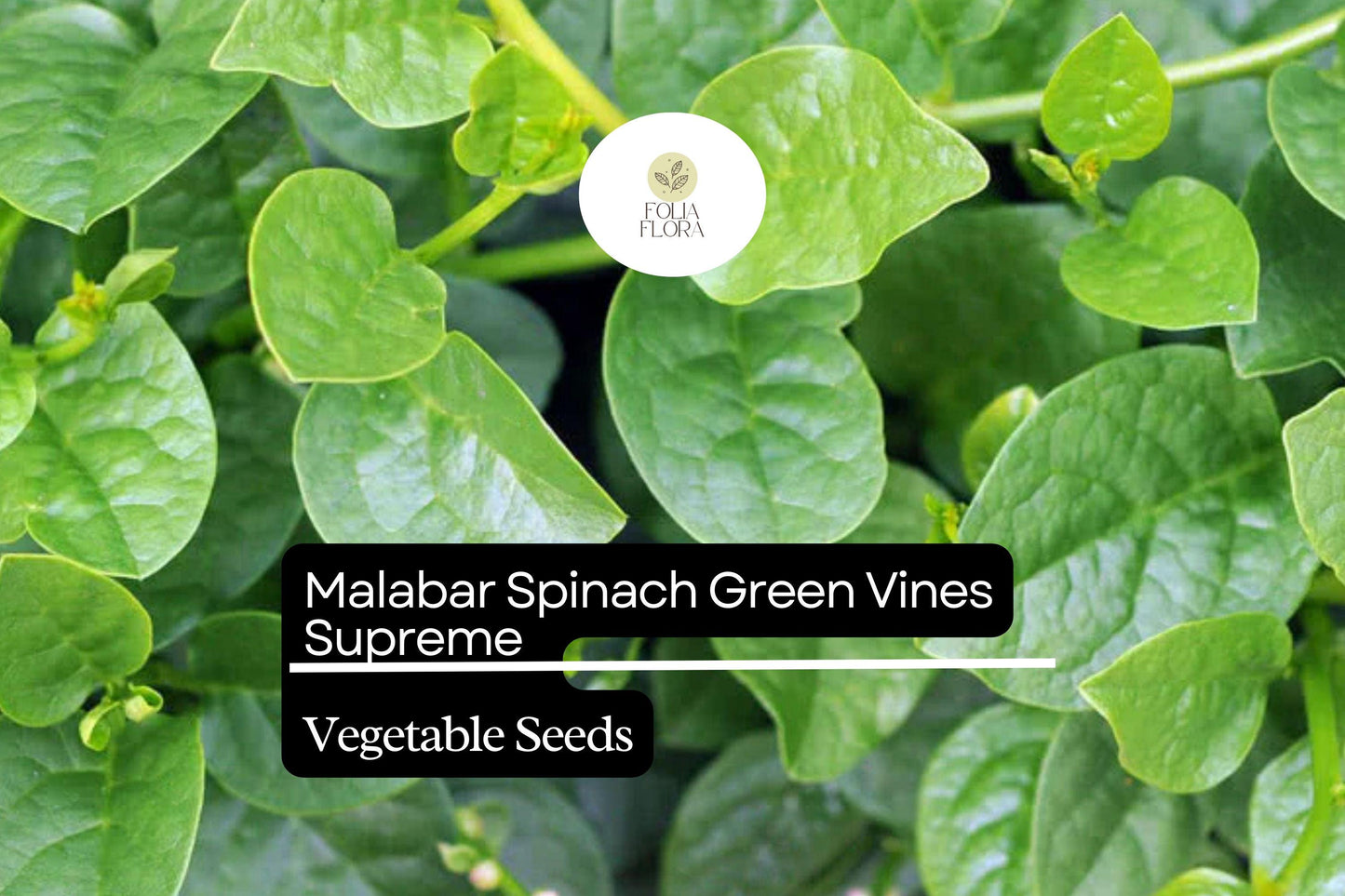500mg Malabar Spinach Green Vines Supreme Seeds Basella alba | Nutritious, Heat-Tolerant, Climbing, Non-GMO, Fresh Salad Green