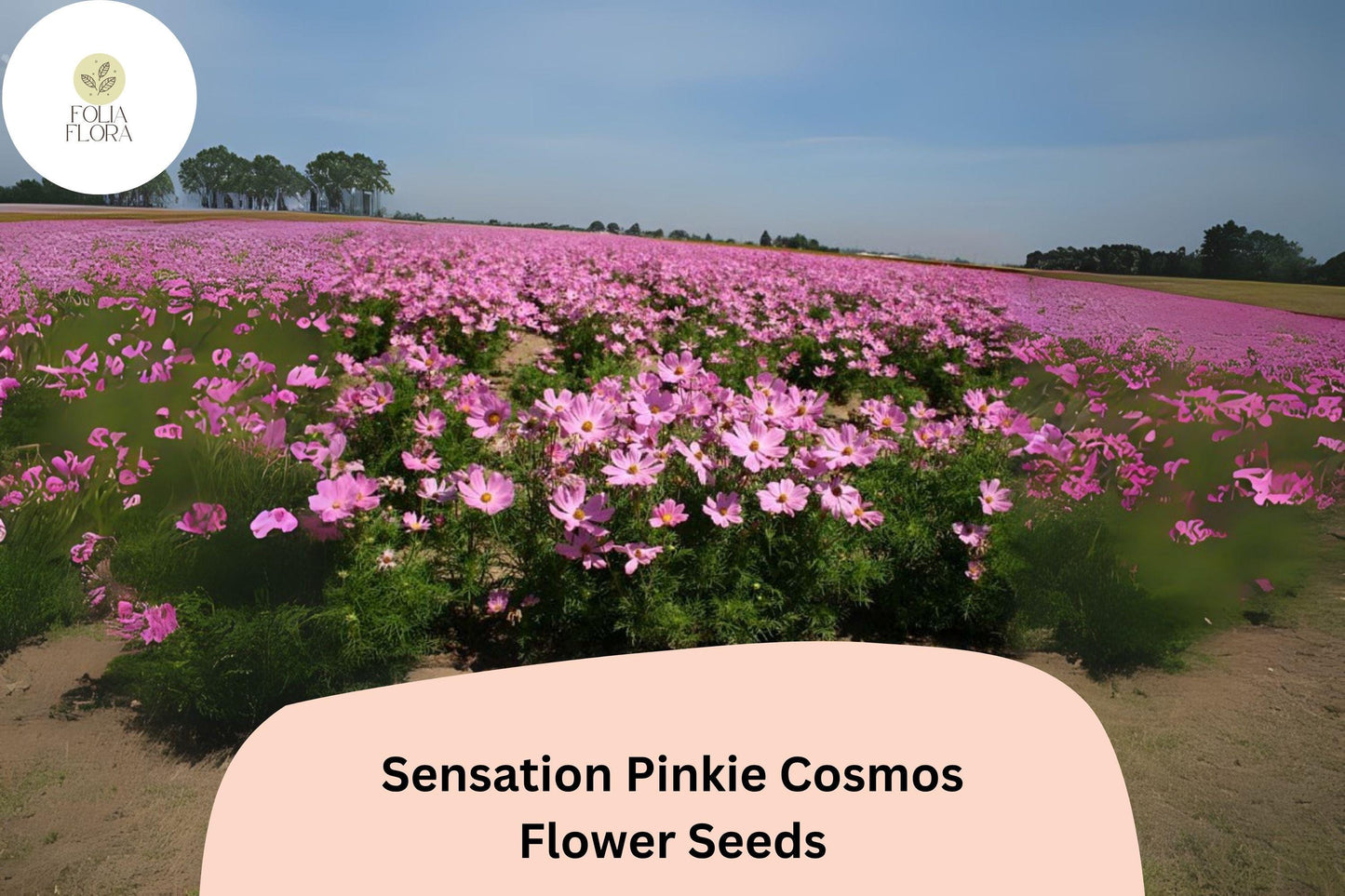 200+ Sensation Pinkie Cosmos Seeds | Cosmos bipinnatus Bright Pink Blooms | Easy Annual Garden Flower Seeds