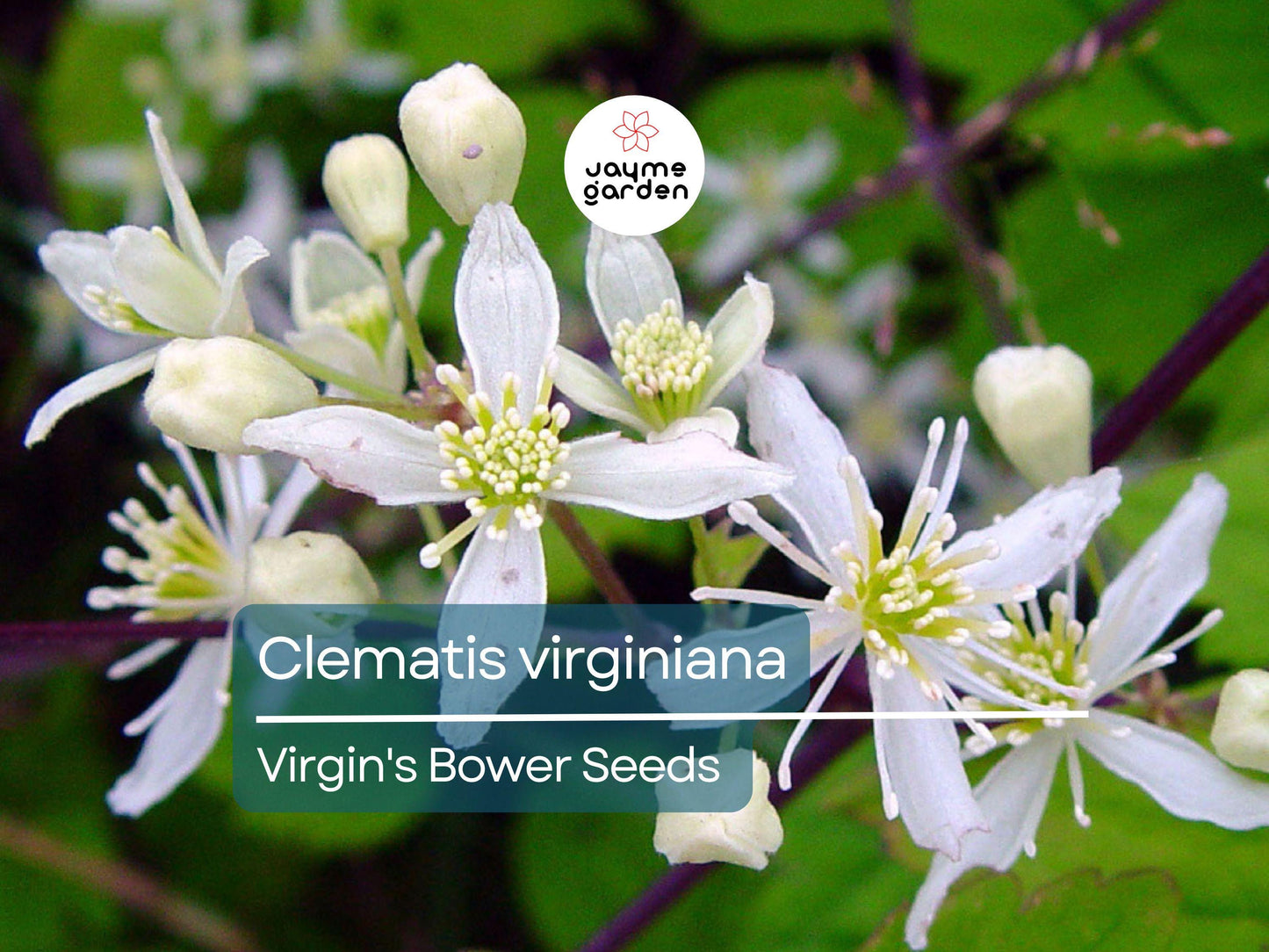 50 Seeds Clematis Virginiana | Virgin's Bower for Planting | Native Climbing Vine | White Flowers | Pollinator Friendly Perennial Gardens