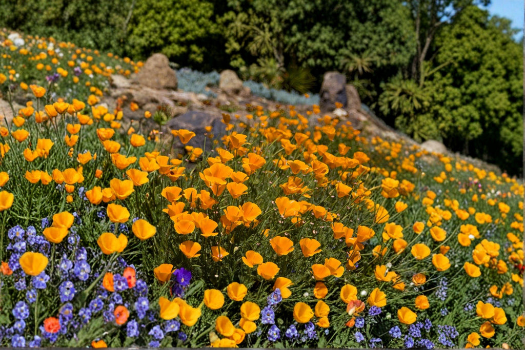 California Poppy Seeds – Eschscholzia californica, Bright Orange Wildflower, Drought Tolerant (50 Seeds)