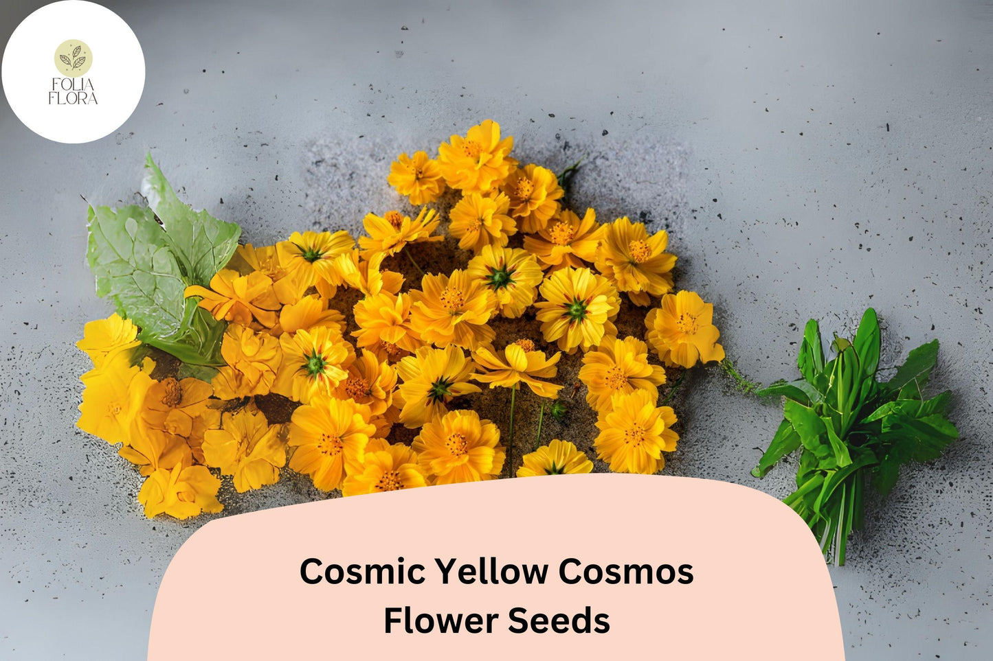 200+ Cosmic Yellow Cosmos Seeds | Cosmos Sulphureus Bright Yellow Annual Flower Seeds for Garden