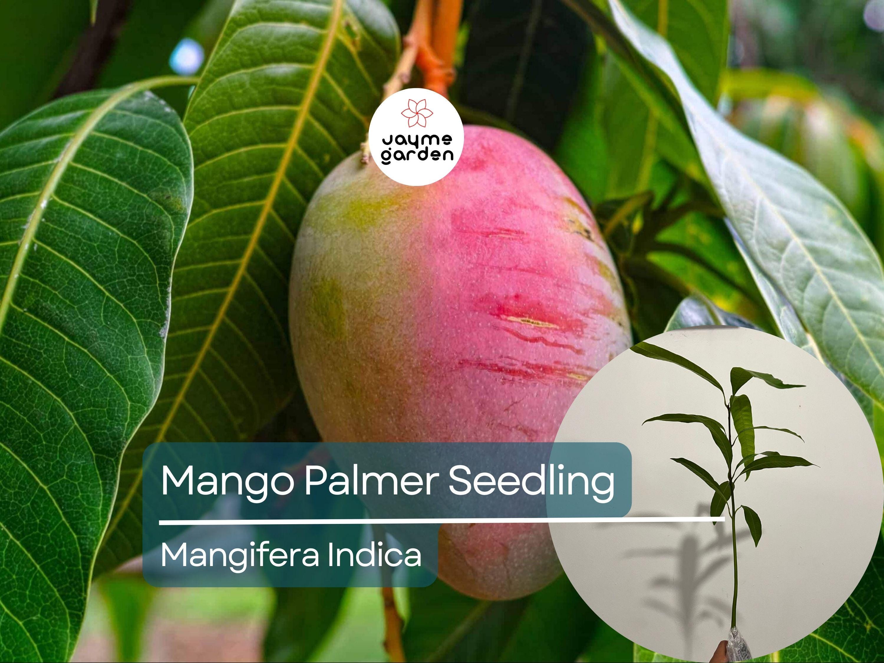 Palmer Mango Seedling - Mangifera Indica, 1-2 ft Tall - Tropical Sweet Fruit Live Starter Plant, Grown from Seed, Ideal for Warm Climates