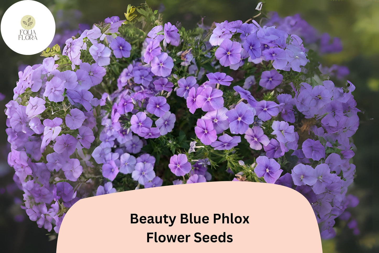 100+ Beauty Blue Phlox Seeds – Perennial Garden Flowers, Phlox paniculata