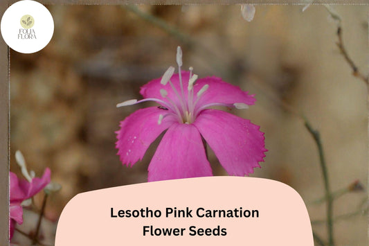 200+ Lesotho Pink Carnation Seeds for Garden Planting | Dianthus caryophyllus | Pink Blooms