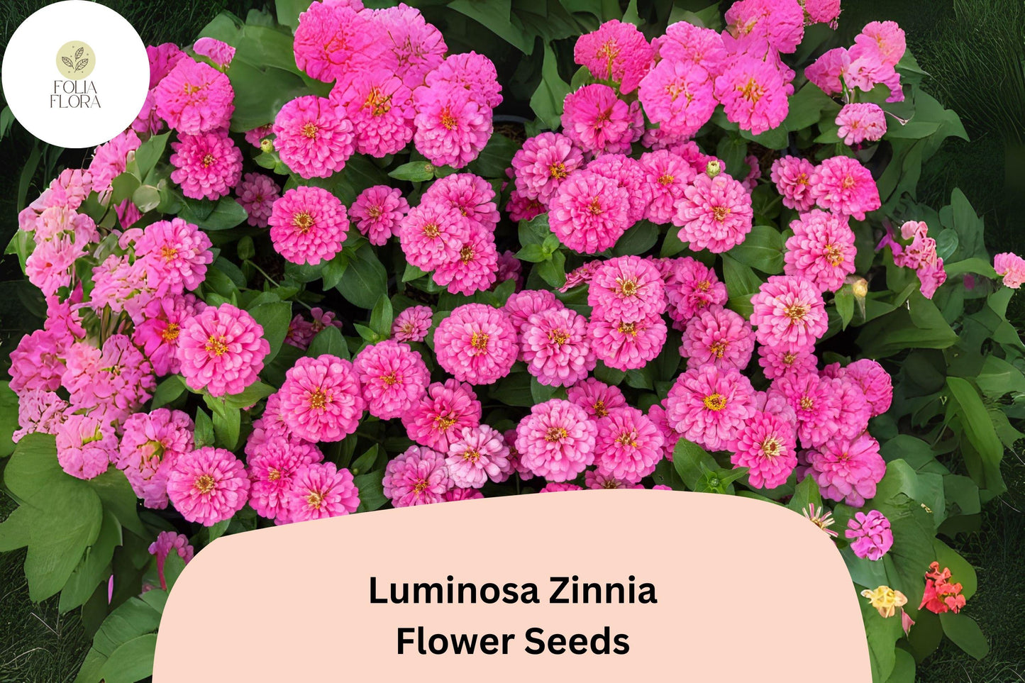 100+ Luminosa Zinnia Seeds – Bright Pink Blooms for Garden Planting, Borders & Cut Flower Arrangements