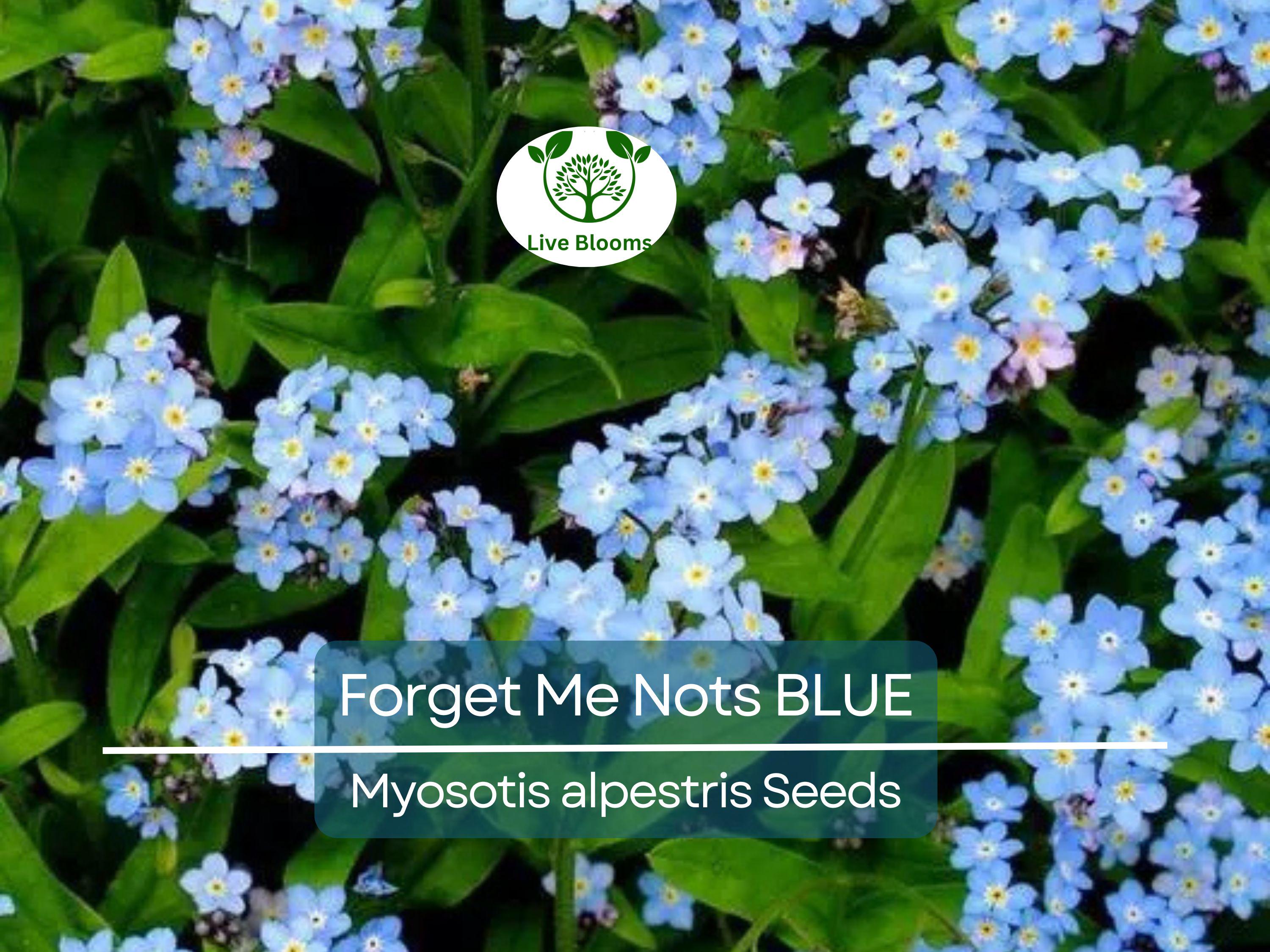 500 Seeds Forget Me Nots BLUE Perennial Flowers, Non-GMO Spring Blooms, Myosotis, Ideal for Cut Flowers & Gardens, Attracts Pollinators