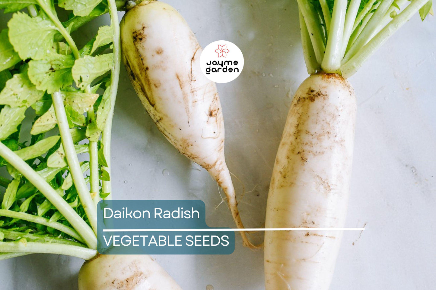 300+ Daikon Radish Seeds - Heirloom, NON-GMO, Fast-Growing, Mild Flavor, USA Seller!