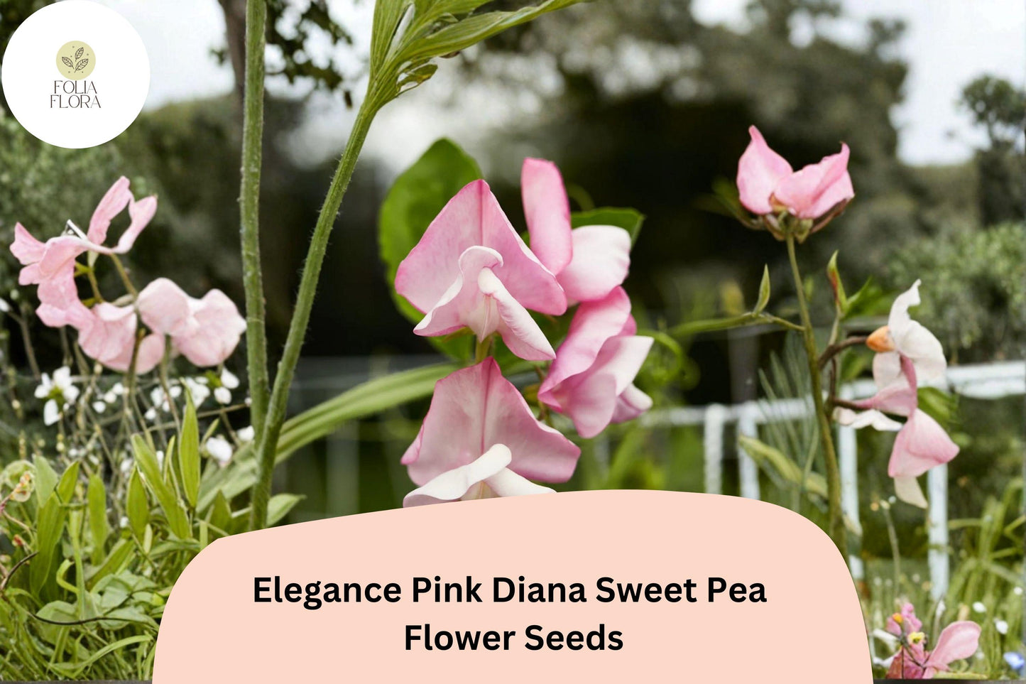Elegance Pink Diana Sweet Pea Seeds | Lathyrus odoratus Pink Climbing Vine (50+ Seeds) for Garden