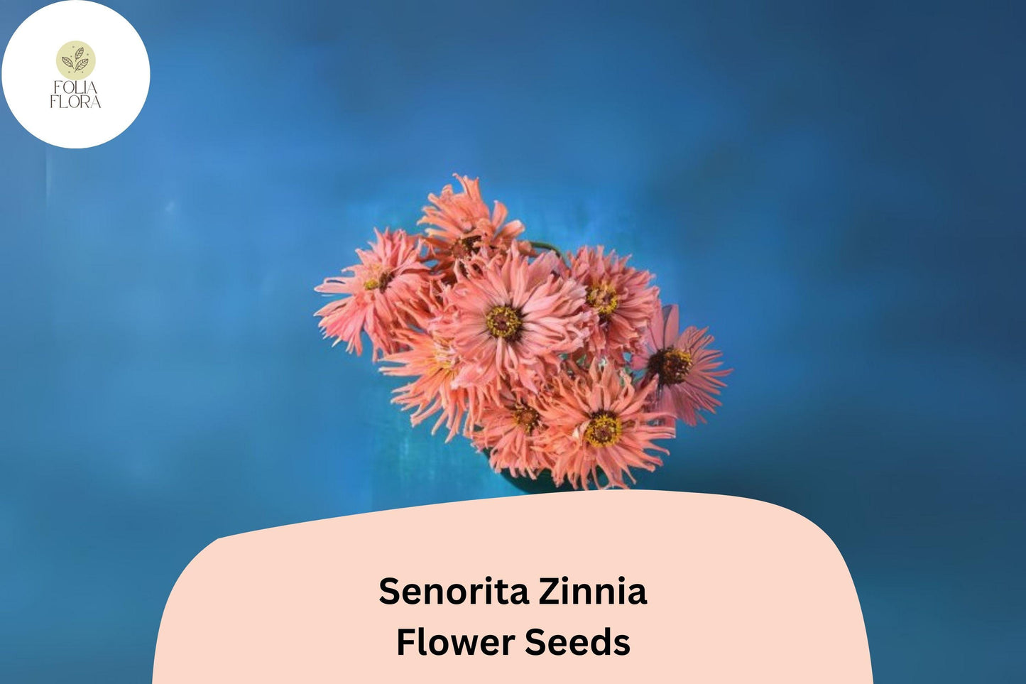 100+ Señorita Zinnia Seeds – Bright Pink Blooms for Garden Planting, Borders & Cut Flowers